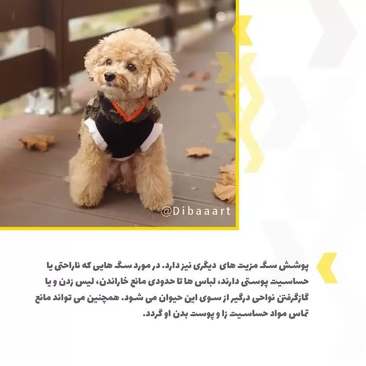 لباس برای حیوانات خانگی