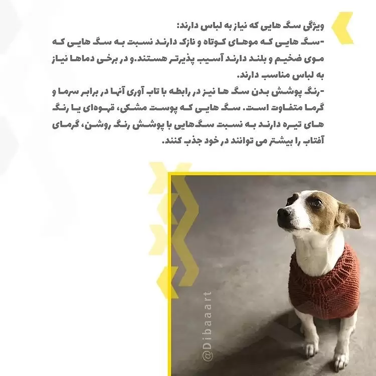 لباس برای حیوانات خانگی