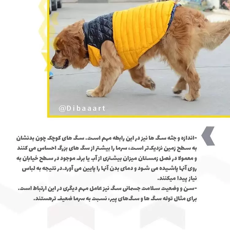 لباس برای حیوانات خانگی